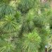 Borovica himalájska (Pinus strobus) ´WALLICHIANA´ - výška 250-300 cm, kont. C180L (nepichľavá)